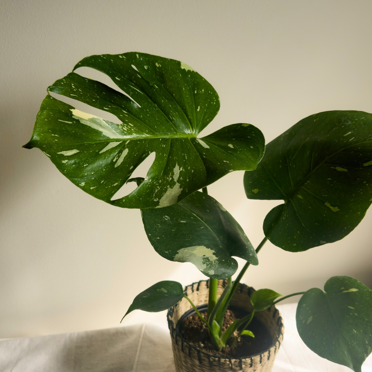 Designer's choice plant