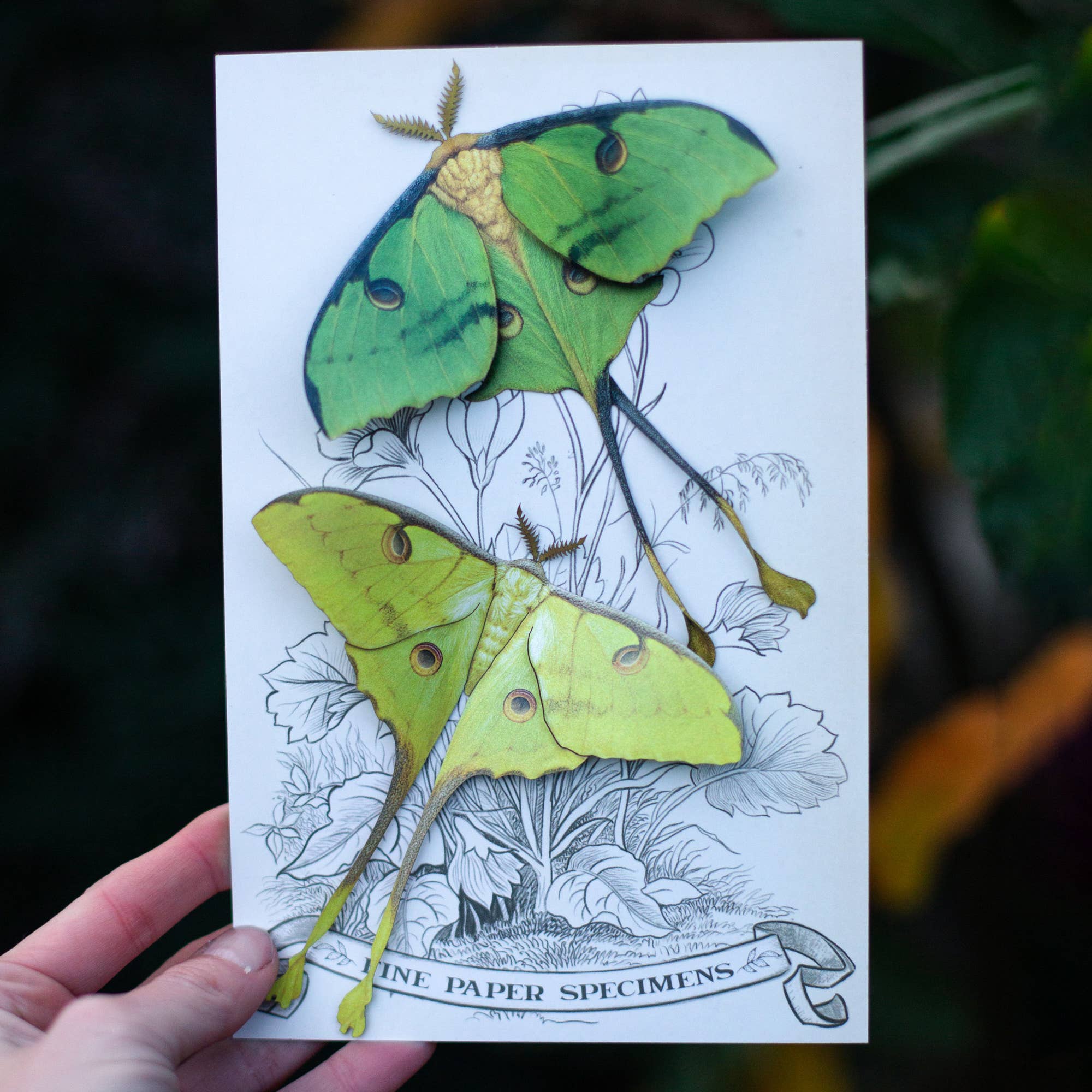 'African Moon Moth' Luna Moth Set