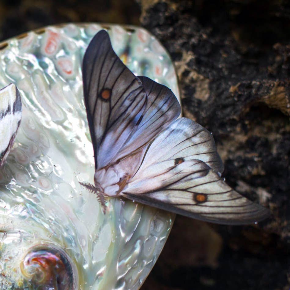 'Midnight Ghost' Moth Set