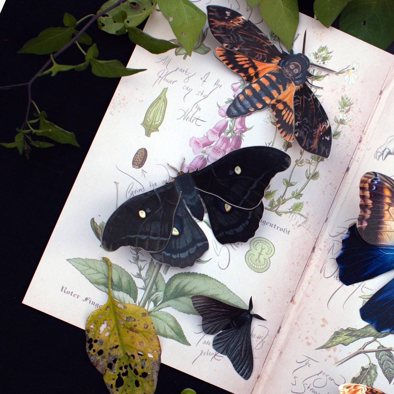 Halloween 'Death's Head' Paper Moth Set