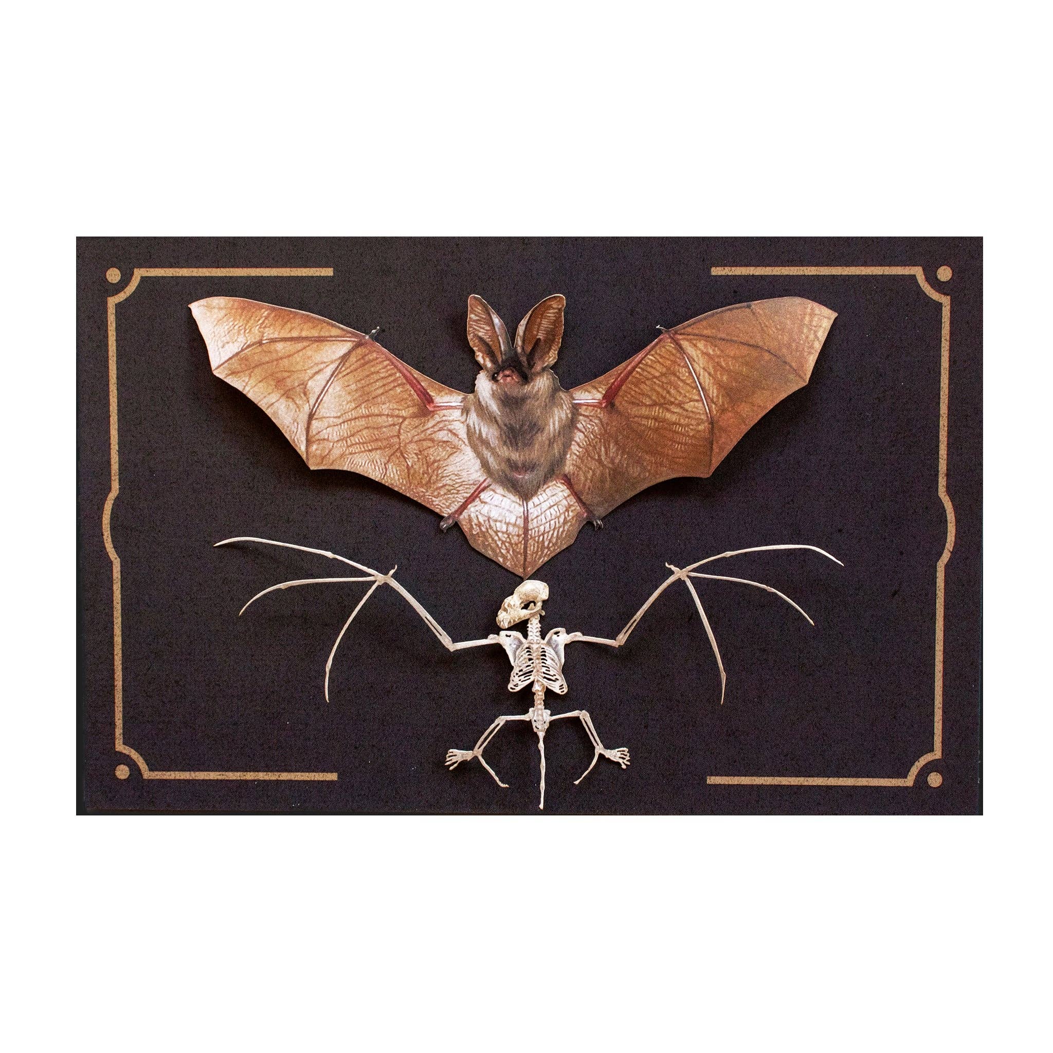 Halloween Bat &amp; Bat Sketelon Paper Set