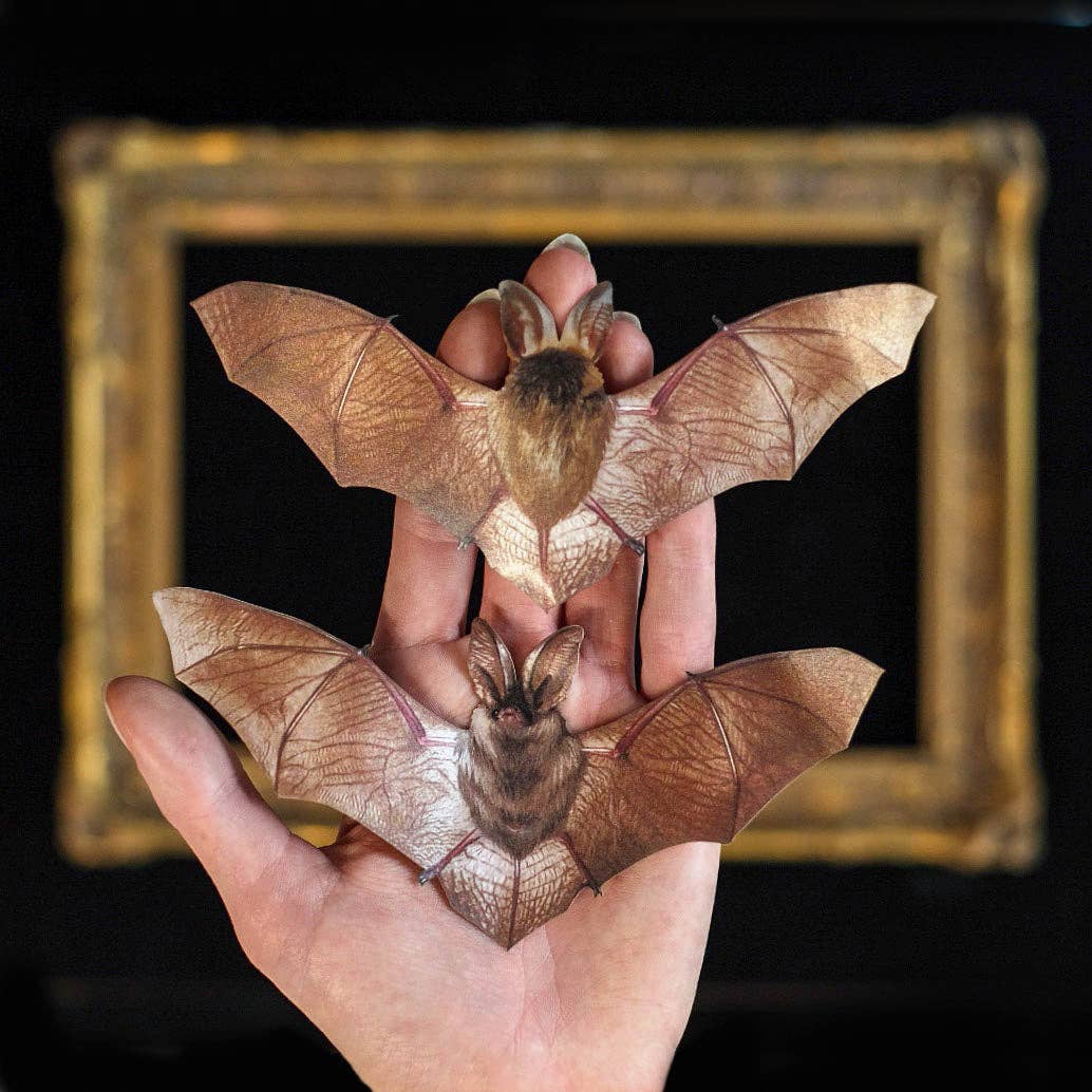 Halloween Bat &amp; Bat Sketelon Paper Set