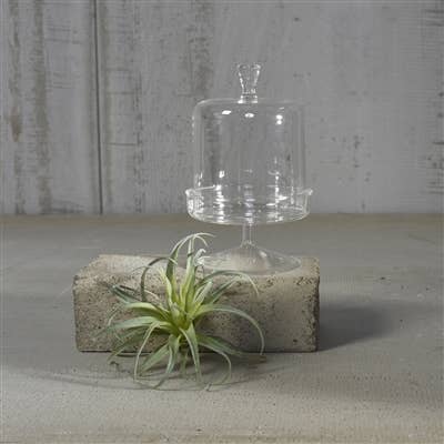 Vera Glass Dome &amp; Pedestal