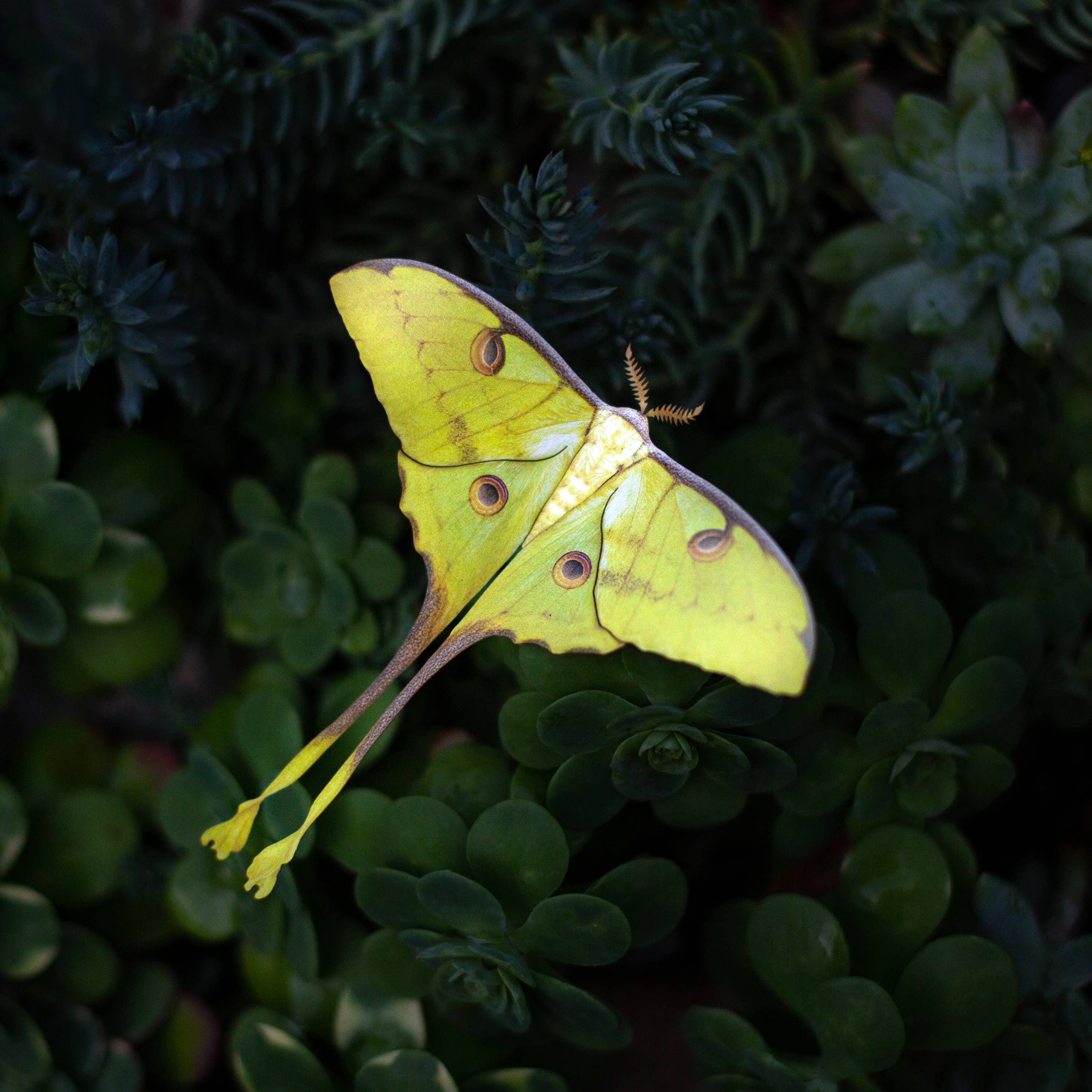 'African Moon Moth' Luna Moth Set