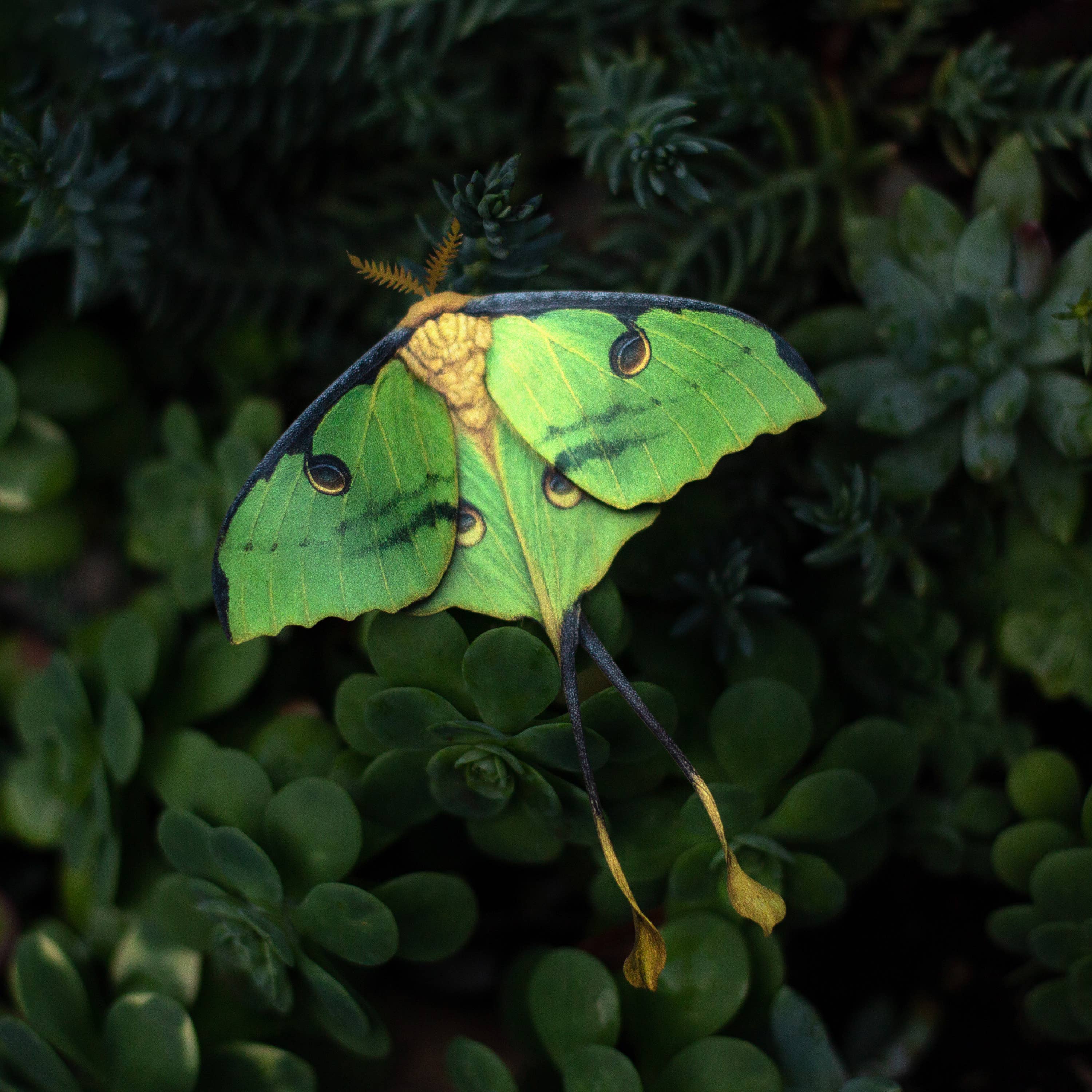'African Moon Moth' Luna Moth Set