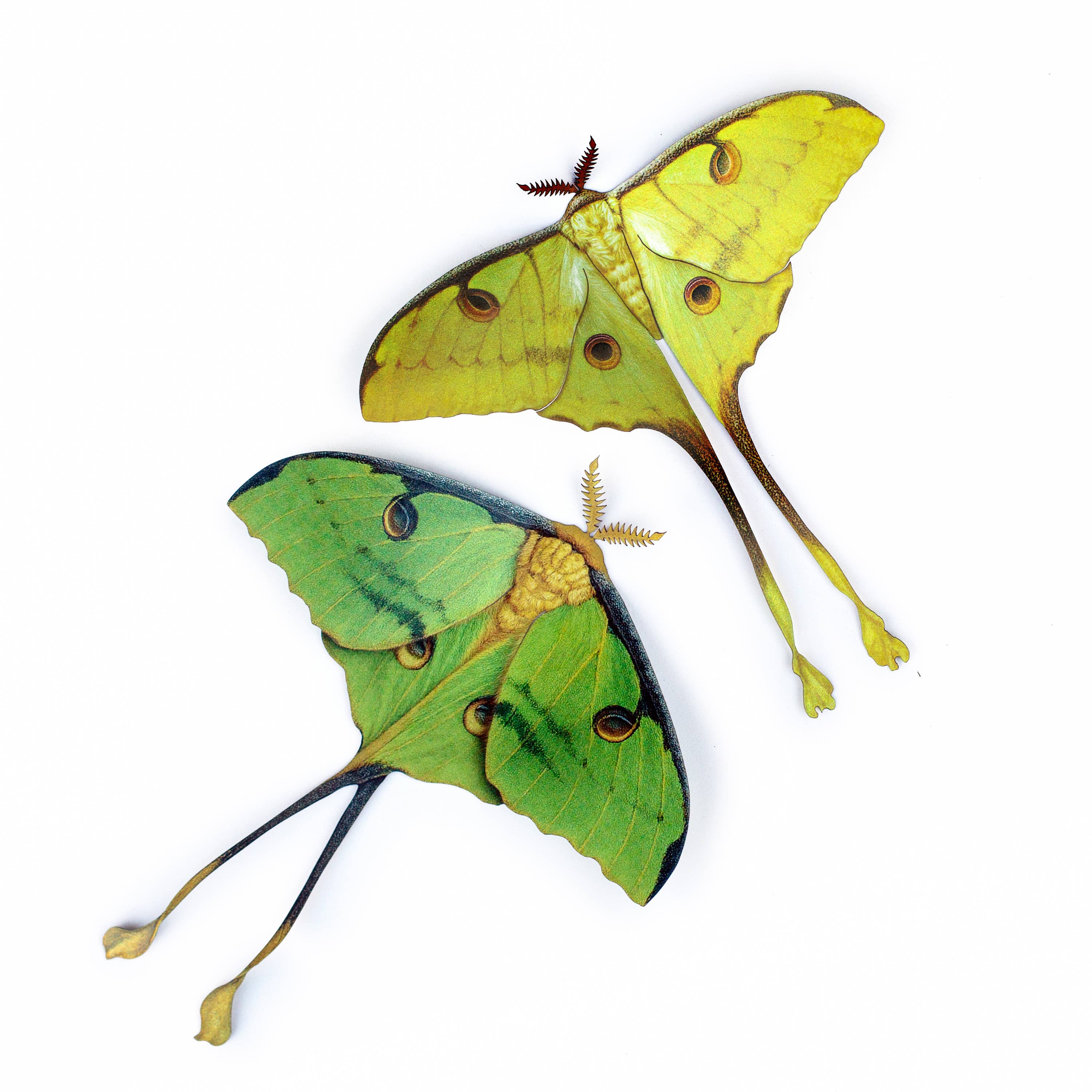 'African Moon Moth' Luna Moth Set