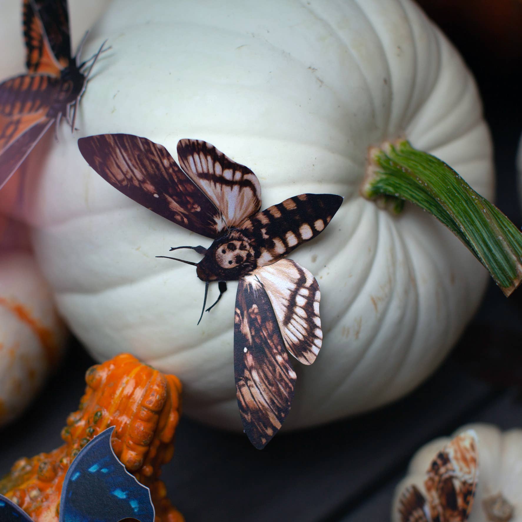 Halloween 'Owl' Moth Set