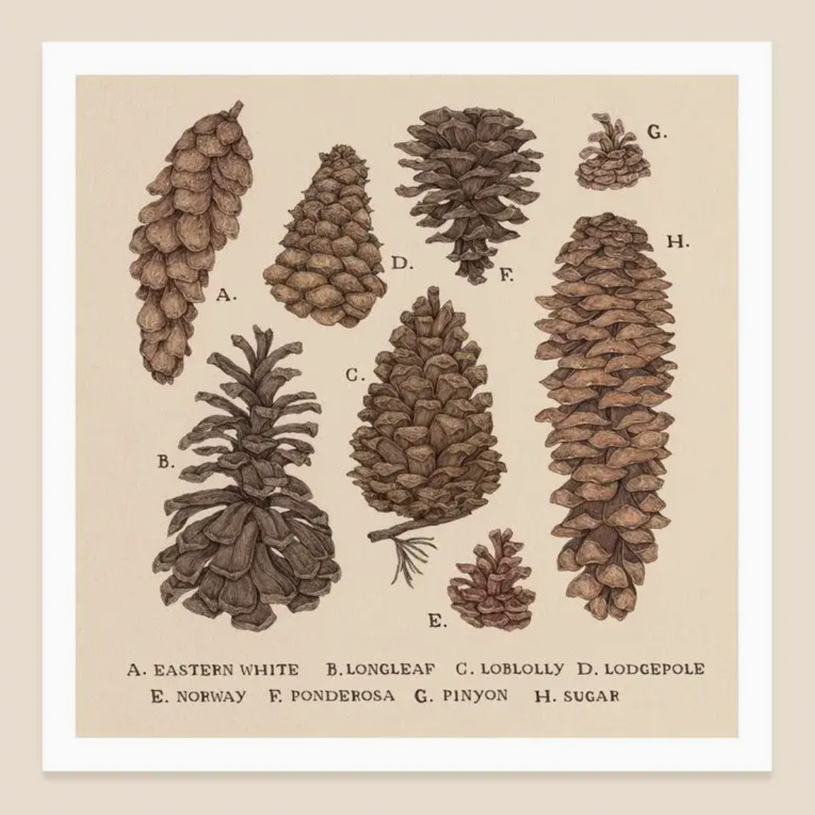 Pinecone Print 10” x 10”