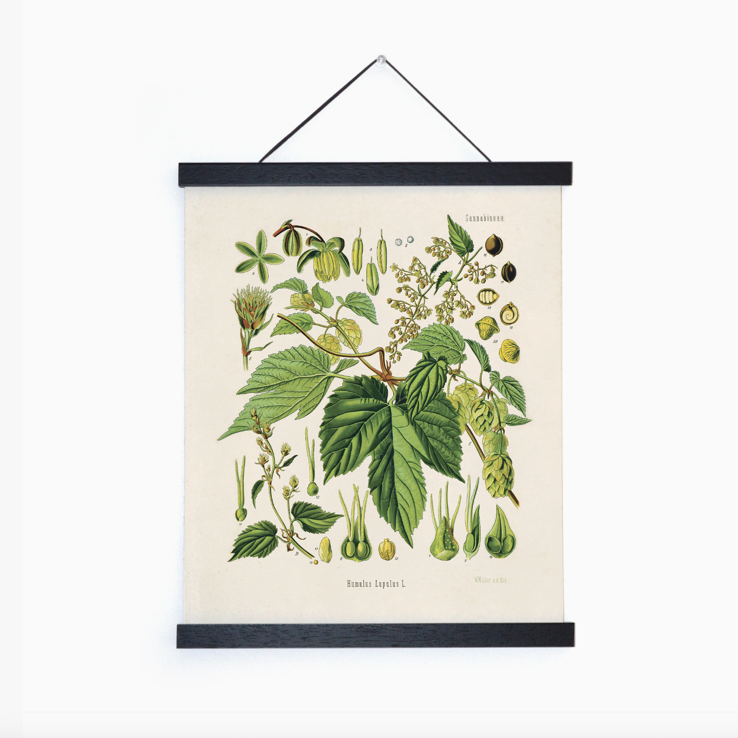 Vintage Botanical Hop Vine 8x10" Print