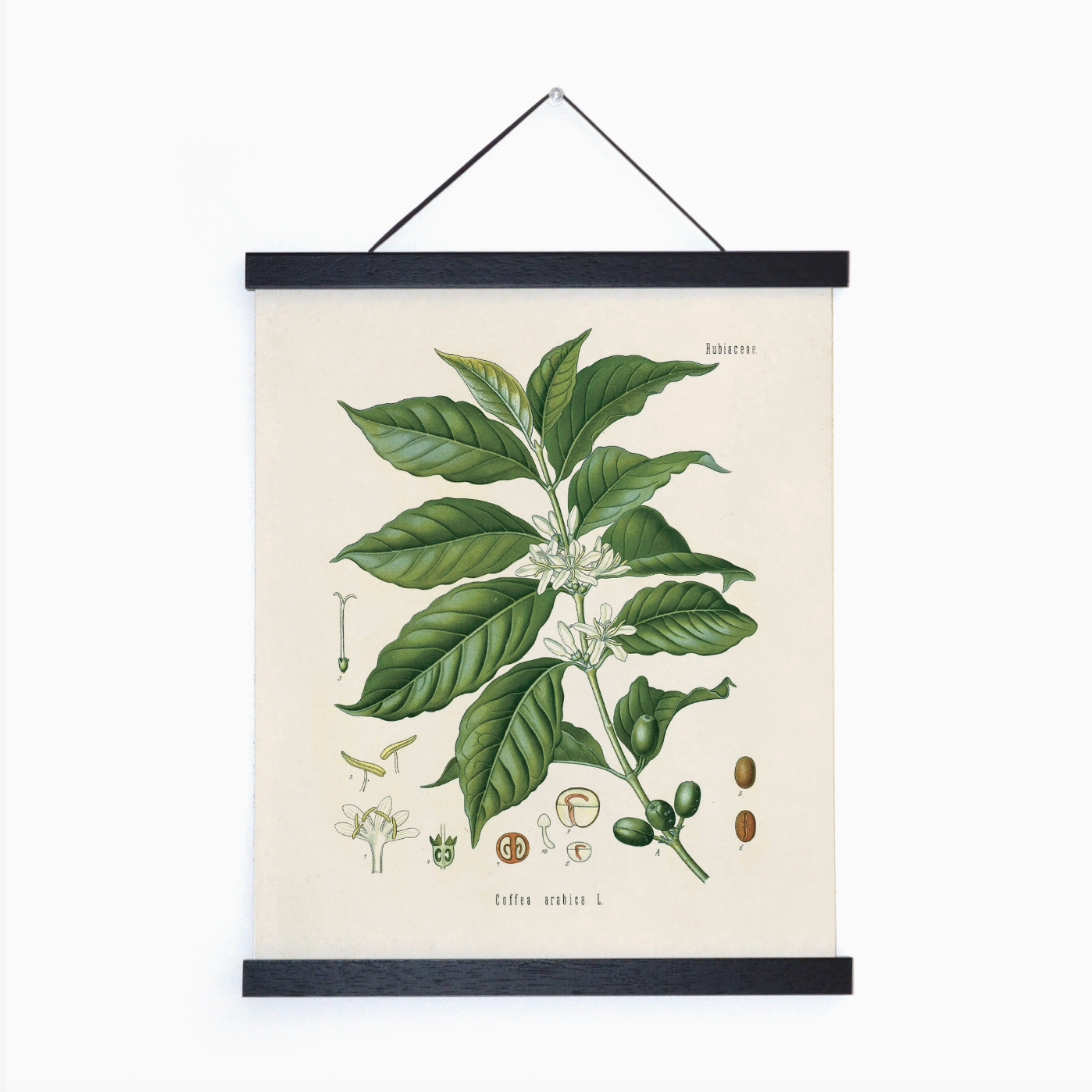 Vintage Botanical Coffee Plant 8x10" Print