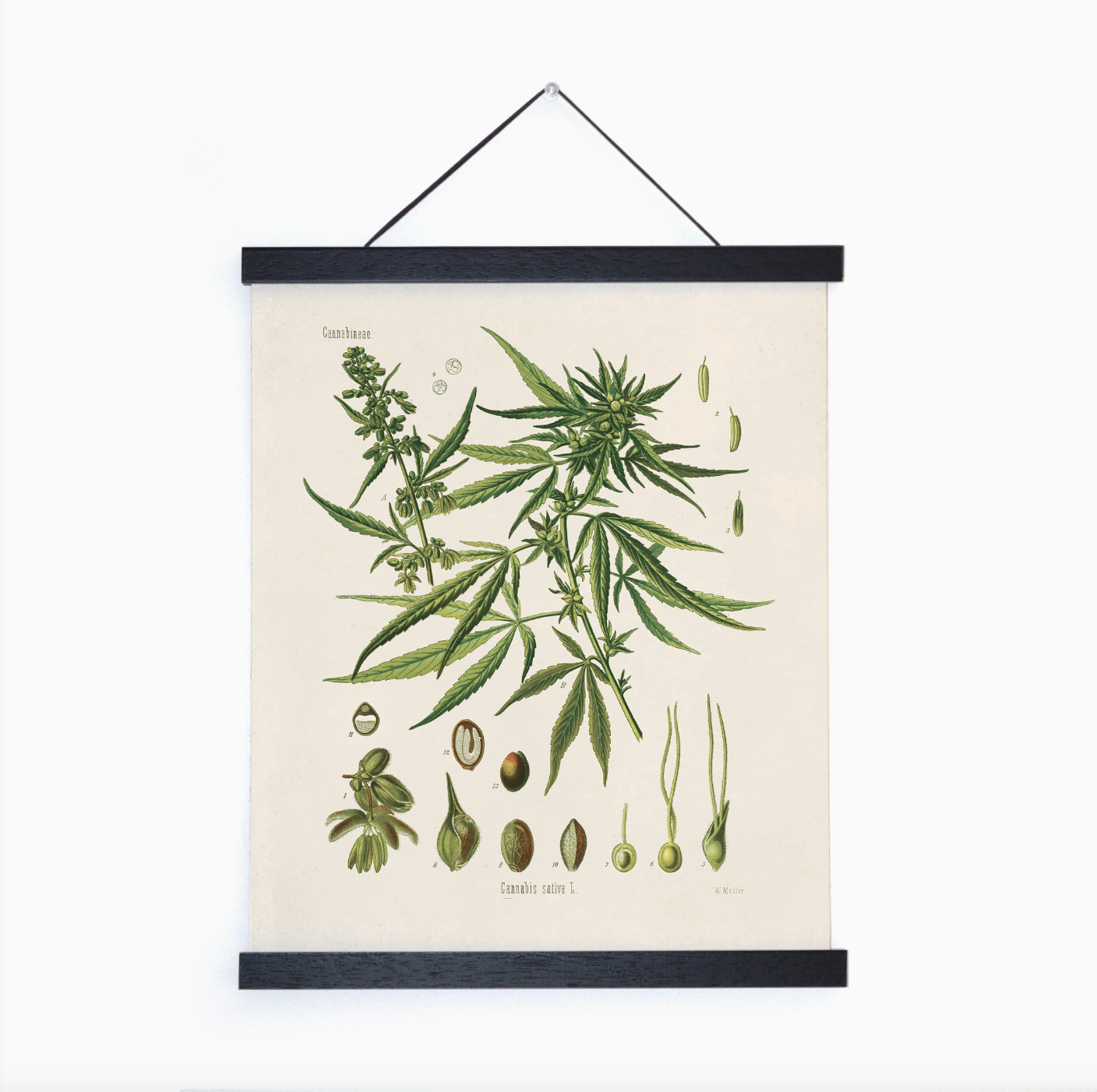 Vintage Botanical Cannabis Plant 8x10" Print
