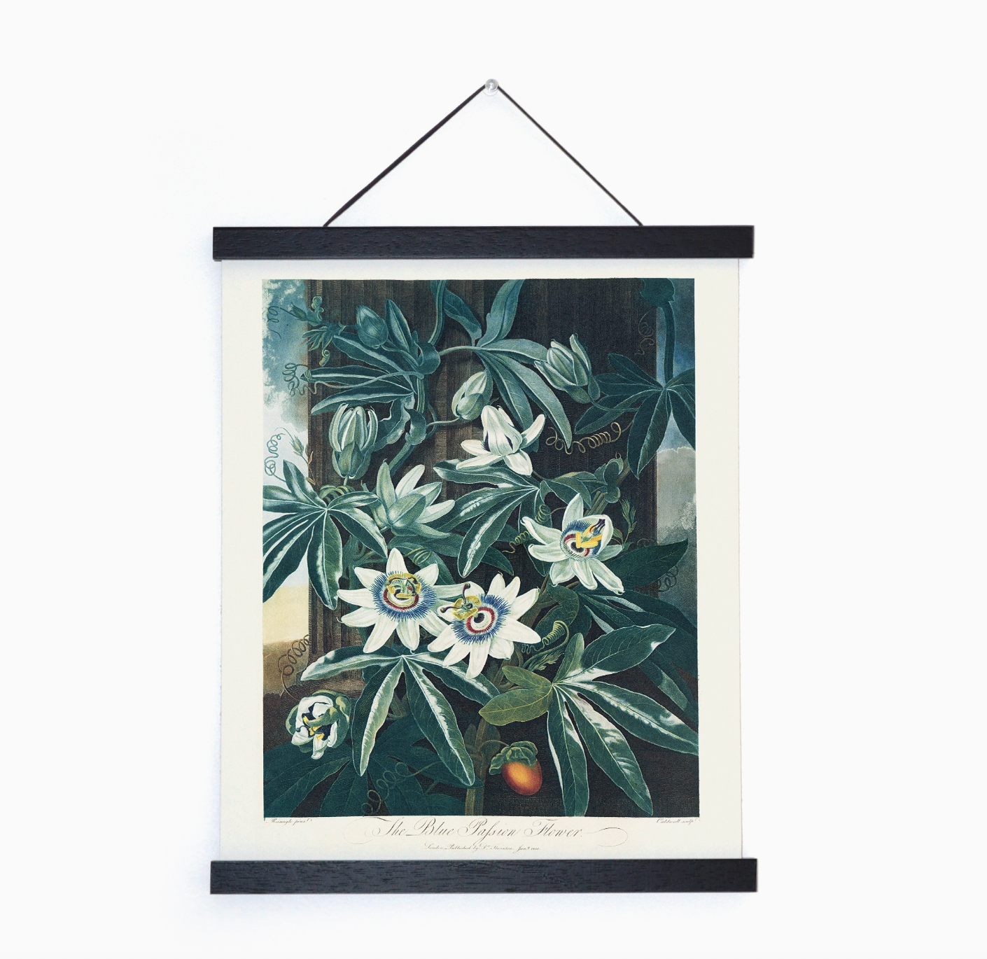 Vintage Botanical Blue Passion Flower Vine 8x10" Unframed Print