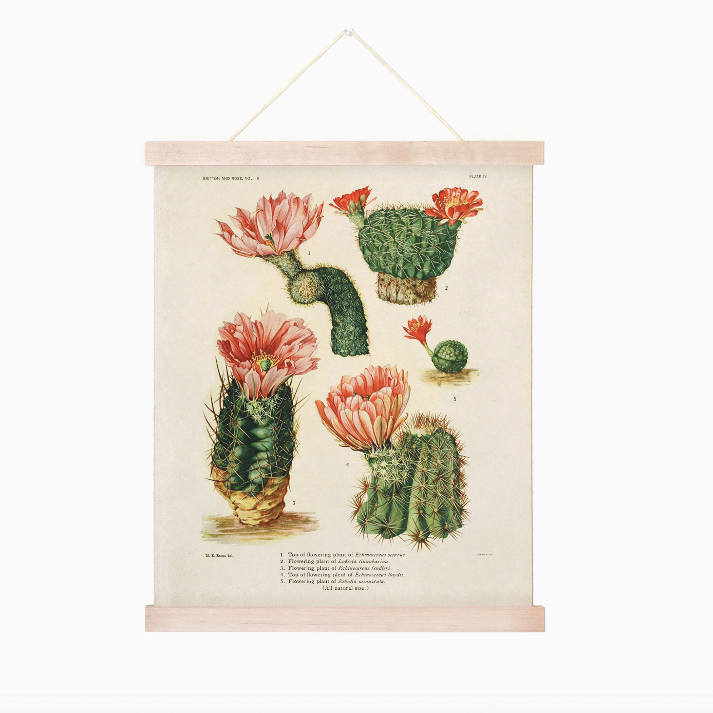 Vintage Botanical Cactus Canvas 16x20" Hanging Print