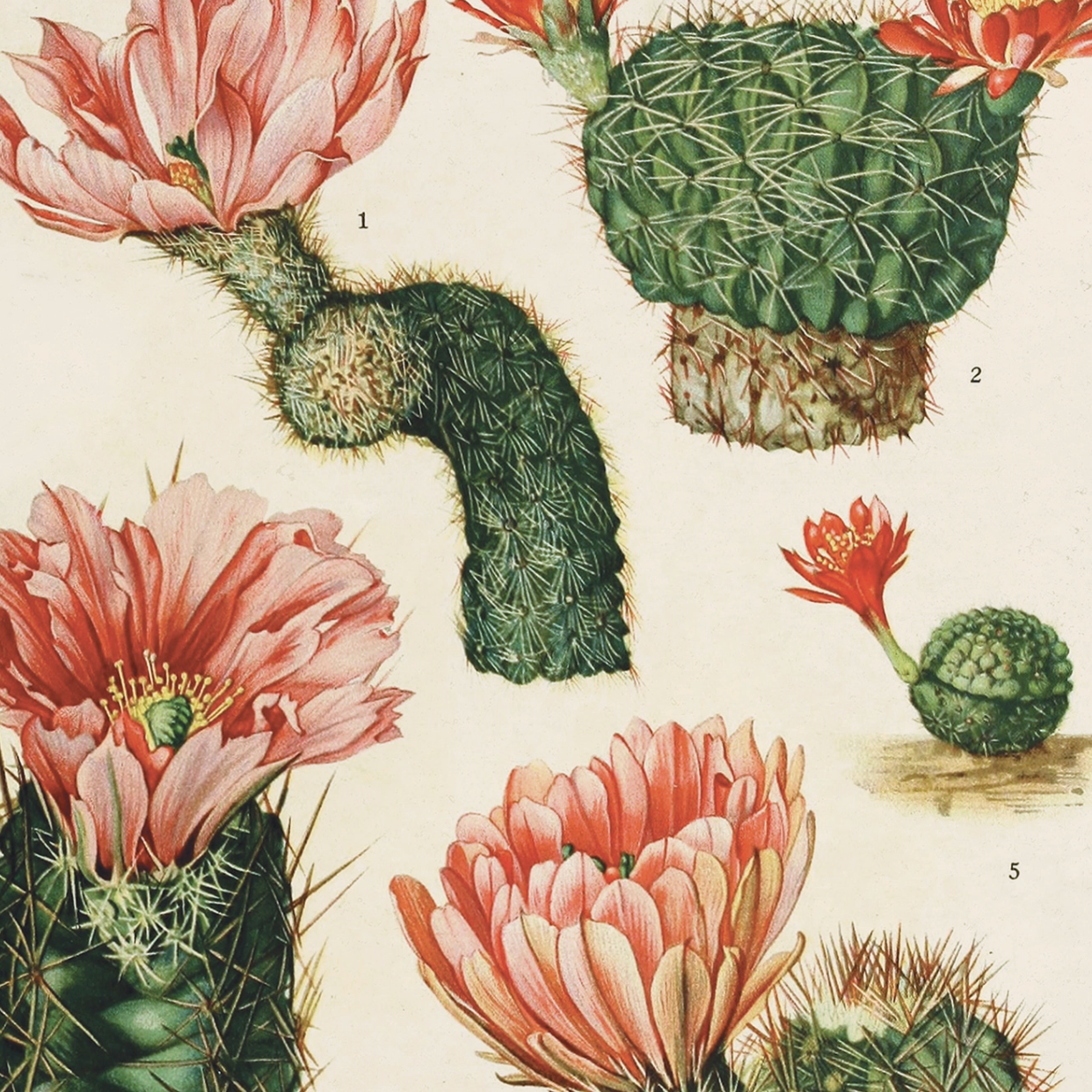 Vintage Botanical Cactus Canvas 16x20" Hanging Print