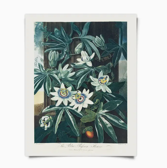 Vintage Botanical Blue Passion Flower Vine 8x10" Unframed Print
