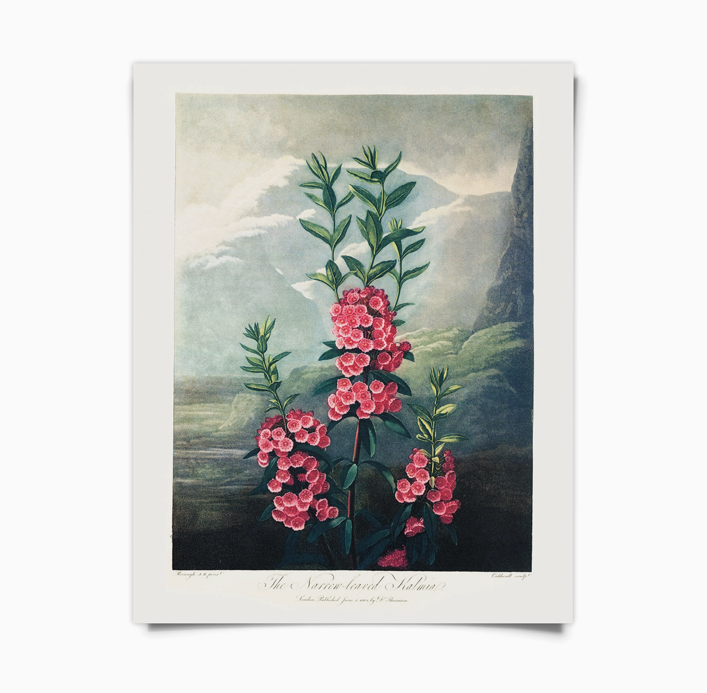 Vintage Botanical 8x10" Mountain Laurel Print