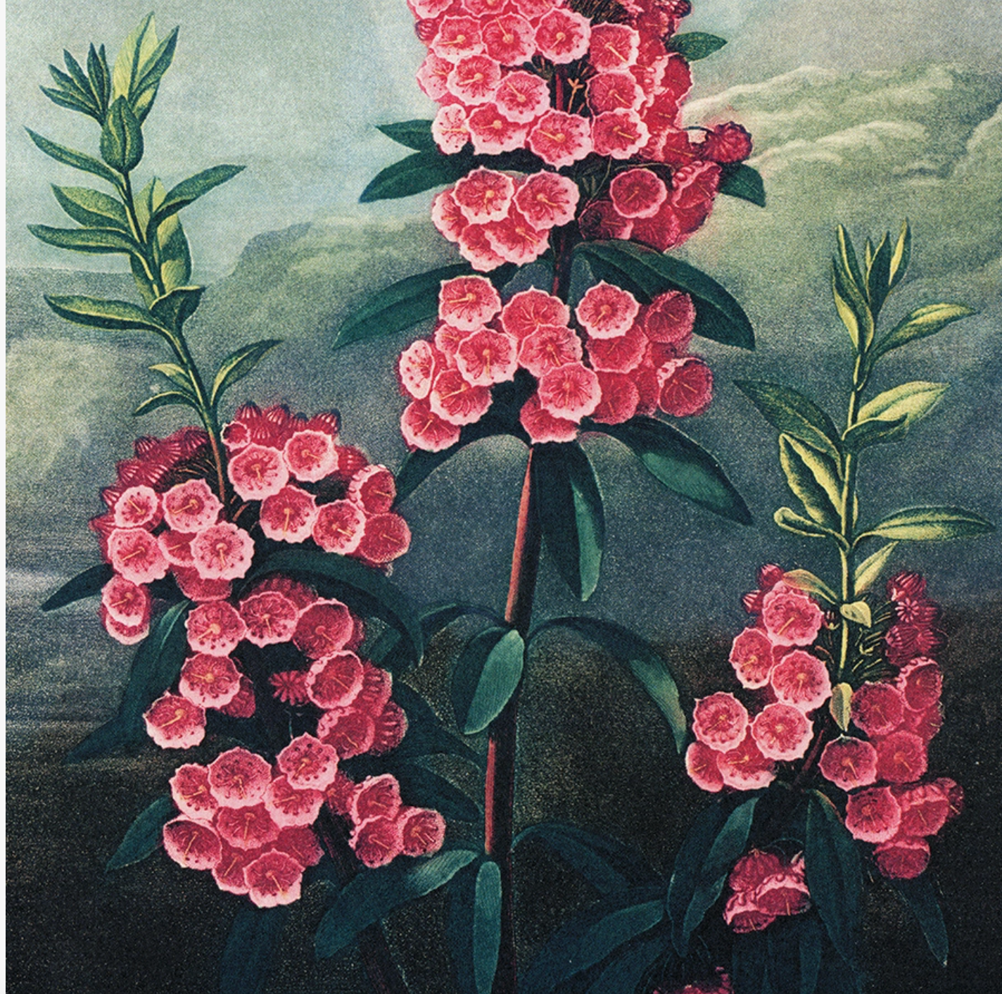 Vintage Botanical 8x10" Mountain Laurel Print