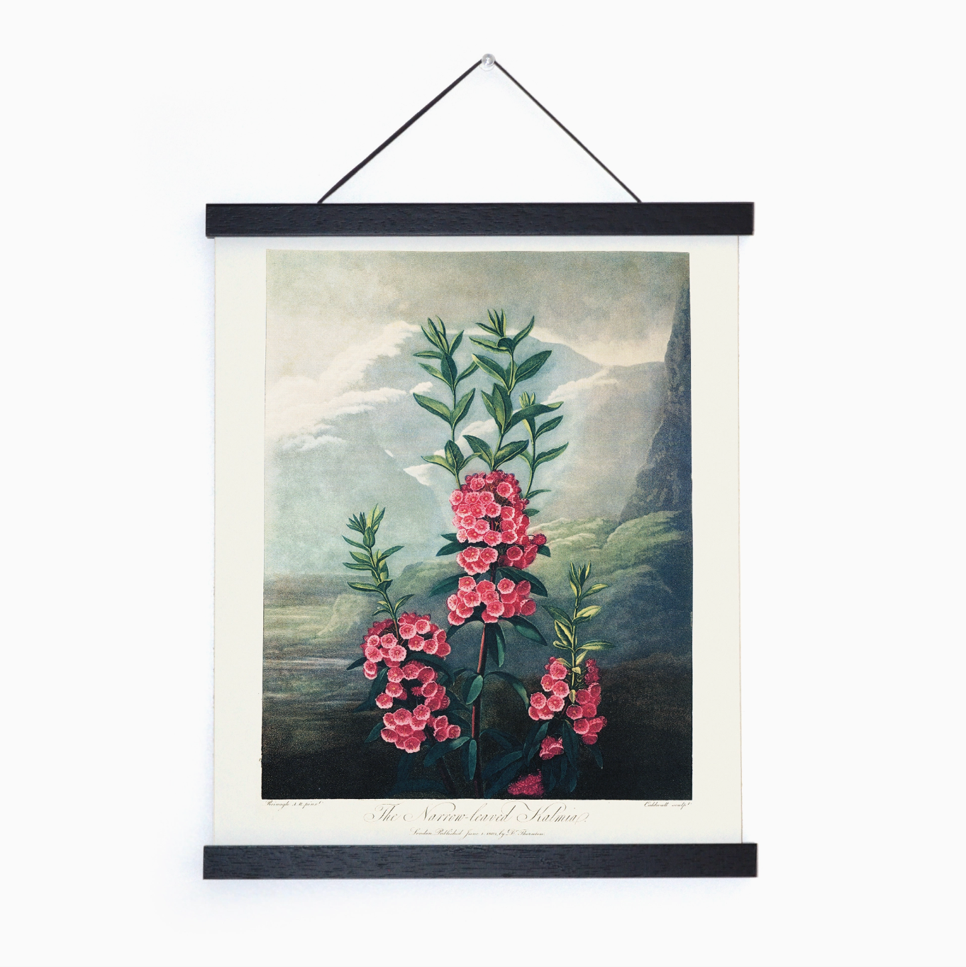 Vintage Botanical 8x10" Mountain Laurel Print