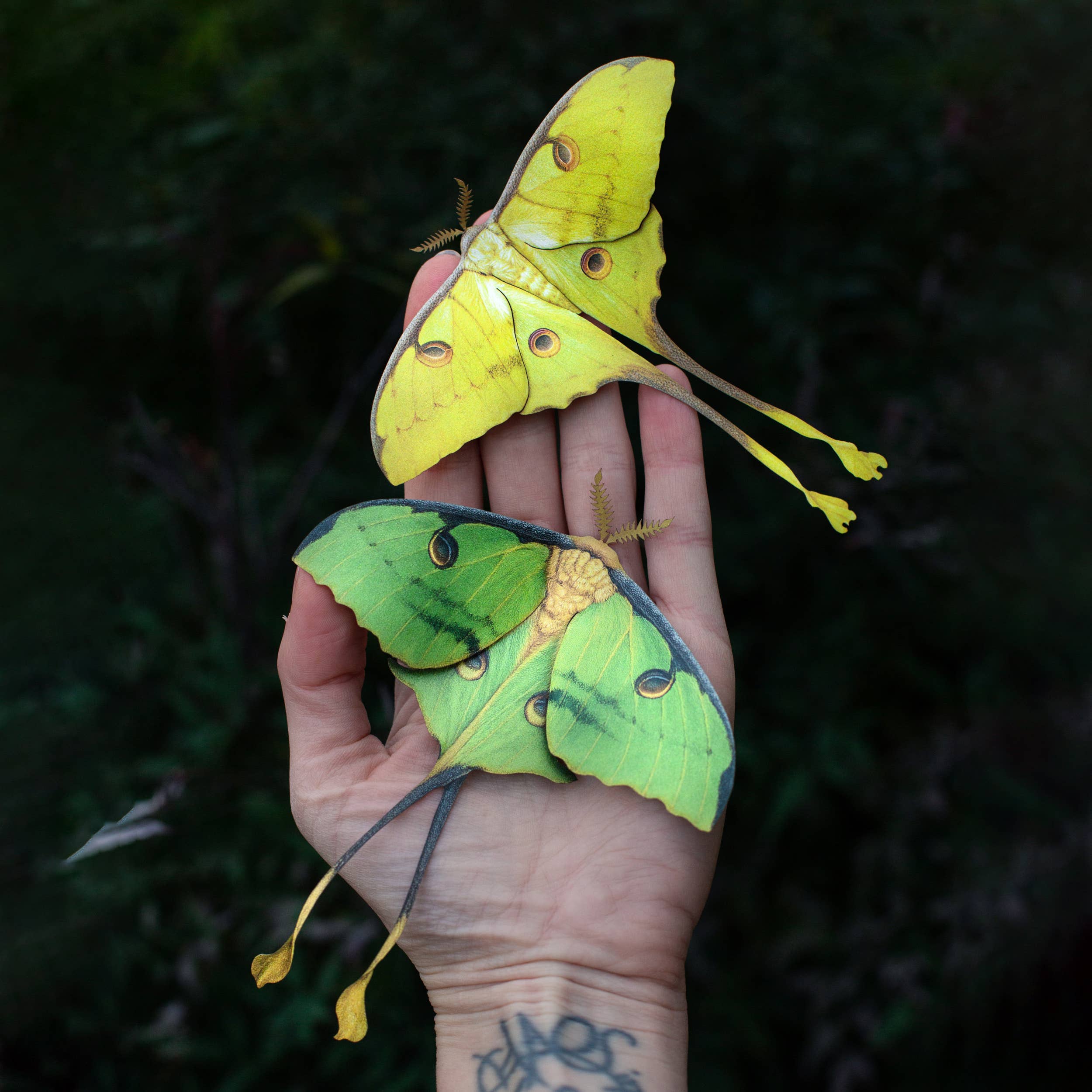 'African Moon Moth' Luna Moth Set