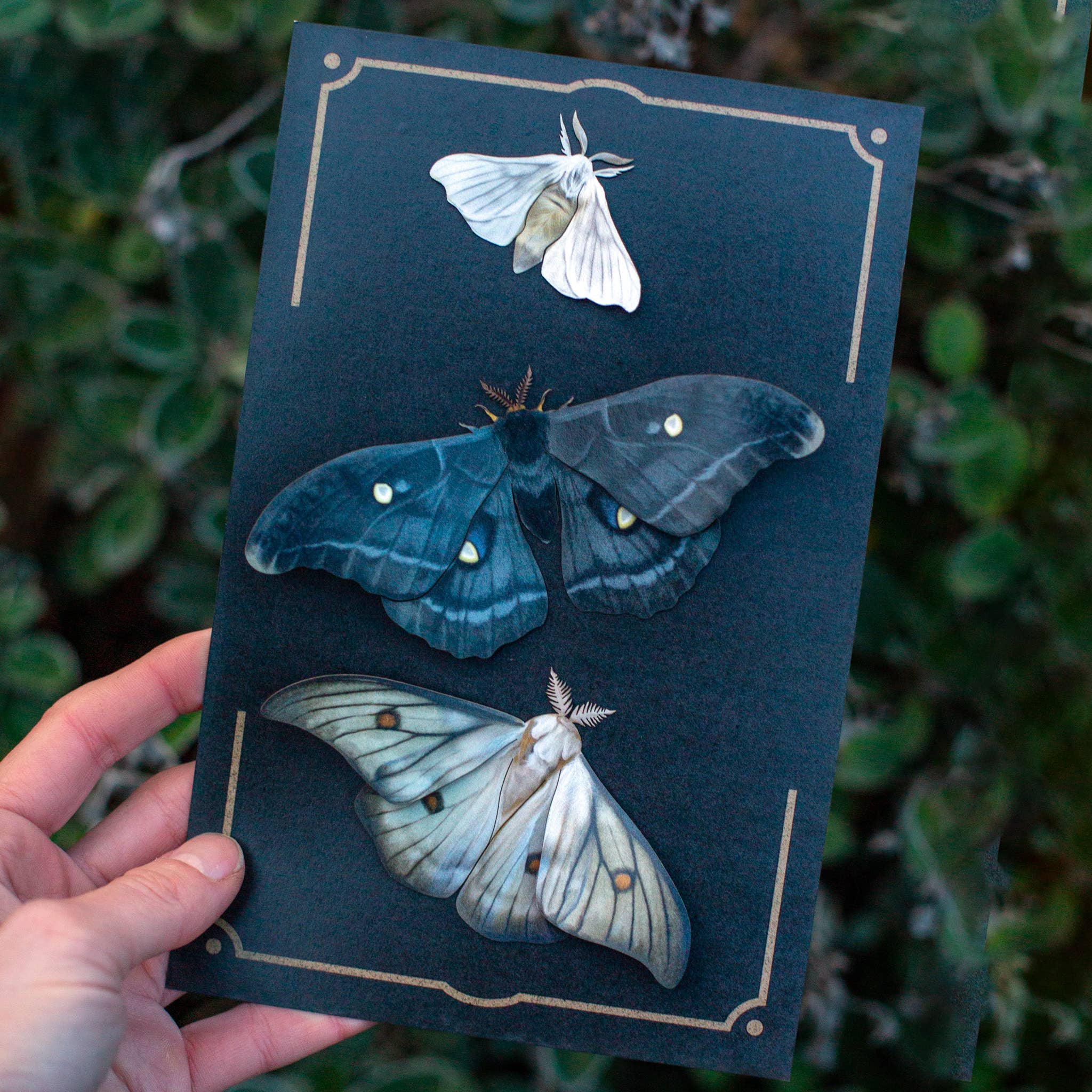 'Midnight Ghost' Moth Set